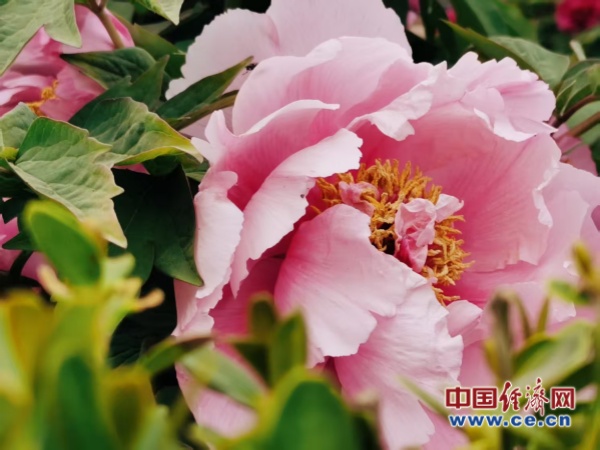 赏花经济：文旅融合下的产业升级新图景