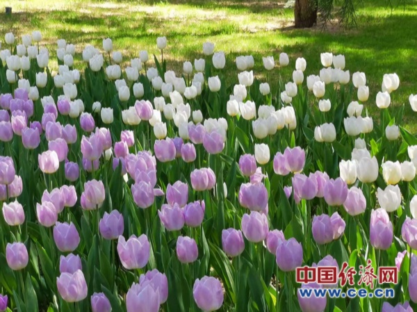 赏花经济：文旅融合下的产业升级新图景